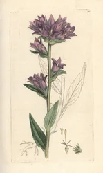 Clustered bellflower, Campanula glomerata (Campanule agglomeree) Handfärgad kopparstick efter en illustration av James Sowerby från James Smith