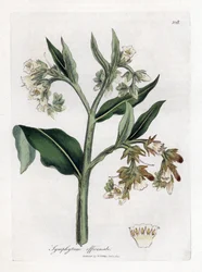 Vallört - Vallört, Symphytum officinale. Handfärgad kopparstick från en botanisk illustration av James Sowerby från William Woodville och Sir William Jackson Hookers "" Medical Botany,"" John Bohn, London
