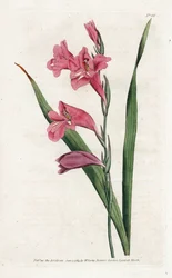 Common Glaieul - Litografi av James Sowerby (1757-1822), från Botanical Magazine av William Curtis (1746-1799)