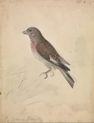 Gemensam Linnet