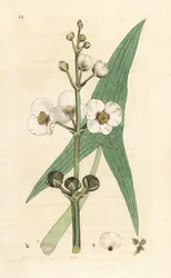 Vanlig pilspets, Sagittaria sagittifolia (sagittarius) Handkolorerad kopparstick efter en illustration av James Sowerby från James Smith