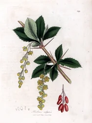 Vanlig berberis - Vanlig berberis, Berberis vulgaris. Handfärgad kopparstick från en botanisk illustration av James Sowerby från William Woodville och Sir William Jackson Hookers "" Medical Botany", John Bohn, London
