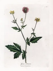 Vanlig benoit eller gräs av Saint Benoit - Wood avens, Geum urbanum. Handfärgad kopparstick från en botanisk illustration av James Sowerby från William Woodville och Sir William Jackson Hookers "" Medical Botany", John Bohn, London