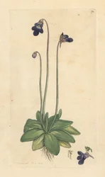 Vanlig smörört, Pinguicula vulgaris (grassette) Handkolorerad kopparstick efter illustration av James Sowerby från James Smith