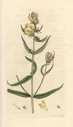 Vanligt kovete, Melampyrum pratense (Melampyre des pres, Wood hirs, Cochelet, Yellow savory) Handfärgad kopparstick efter en illustration av James Sowerby från James Smith