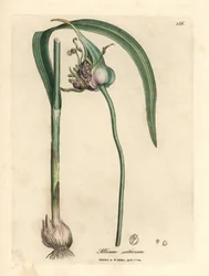 Vanlig odlad vitlök, Allium sativum