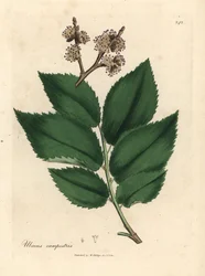 Vanligt almträd, Ulmus plainstris