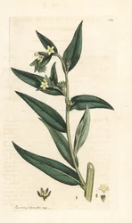 Common gromwell, Lithospermum officinale (Gremil officinal) Handkolorerad kopparstick efter en illustration av James Sowerby från James Smith