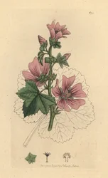 Malva, Malva sylvestris Handfärgad kopparstick efter en teckning av James Sowerby för James Smiths engelska botanik