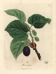 Vanligt mullbärsträd, Morus nigra
