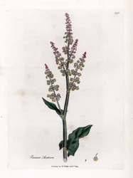 Vanlig oseillle eller stor syra - Trädgårdssyra, Rumex acetosa. Handfärgad kopparstick från en botanisk illustration av James Sowerby från William Woodville och Sir William Jackson Hookers "" Medical Botany", John Bohn, London