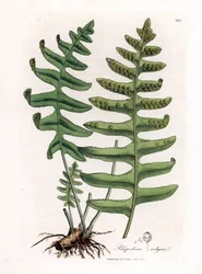 Vanlig polypoda eller trälakrits (ormbunke) - Vanlig polypodi, Polypodium vulgare. Handfärgad kopparstick från en botanisk illustration av James Sowerby från William Woodville och Sir William Jackson Hookers "" Medical Botany", John Bohn, London