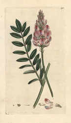 Vanlig sainfoin, Onobrychis viciifolia (Hedysarum onobrychis) (Sainfoin cultive) Handfärgad kopparstick efter en illustration av James Sowerby från James Smith