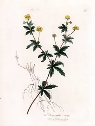 Vanlig tormentil, Potentilla erecta. Handfärgad kopparstick från en botanisk illustration av James Sowerby från William Woodville och Sir William Jackson Hookers "" Medical Botany", John Bohn, London
