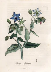 Kompendiell gurkört. Handfärgad kopparstick från en teckning av James Sowerby (1757-1822), i Botanique Medicinale