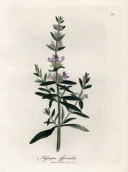 Kompendiell isop. Handfärgad kopparstick från en teckning av James Sowerby (1757-1822), i Botanique Medicinale