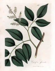 Copaier - Balsam från Copaiva, Copaifera officinalis. Handfärgad kopparstick från en botanisk illustration av James Sowerby från William Woodville och Sir William Jackson Hookers "" Medical Botany", John Bohn, London