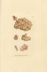 Coralline art, Corallina auriculariaeformis. (Cactus coralline, Halimedia opuntia?) Handkolorerad kopparstick av James Sowerby från The British Miscellany, eller färgade figurer av nya, sällsynta eller föga kända djurämnen.