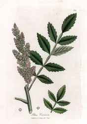 Corroyere eller sumac av corroyeurs eller resenärer - almbladig sumac, Rhus coriaria. Handfärgad kopparstick från en botanisk illustration av James Sowerby från William Woodville och Sir William Jackson Hookers "" Medical Botany,"" John Bohn, London