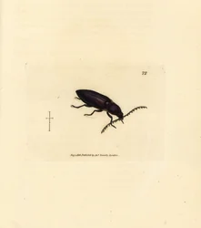 Ctenicera cuprea skalbagge (Elater chalybeus). Handkolorerad kopparstick av James Sowerby från The British Miscellany, eller färgade figurer av nya, sällsynta eller föga kända djurämnen.