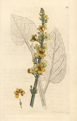 Mörk kungsljus, Verbascum nigrum (svart kungsljus). Handkolorerad koppargravyr efter en illustration av James Sowerby ur James Smiths English Botany, London