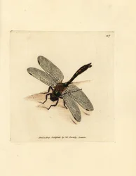 Dunig smaragdslända, Cordulia aenea (metallslända, Libellula aenea). Handkolorerad kopparstick av James Sowerby från The British Miscellany, eller färgade figurer av nya, sällsynta eller föga kända djurämnen.