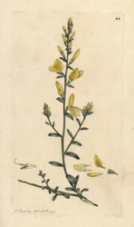 Färgarens kvast eller färgarens gröngräs, Genista tinctoria Handfärgad kopparstick efter en illustration av James Sowerby från James Smith