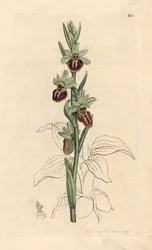 Tidig spindelorkidé, Ophrys sphegodes (Spider orchis, Ophrys aranifera). Handkolorerad kopparstick efter en illustration av James Sowerby från James Smith