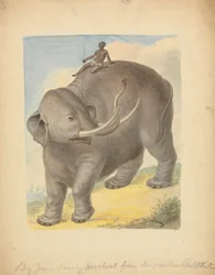 Elefant med ryttare