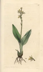 Fensorkidé, Liparis loeselii (Dwarf ophrys, Ophrys loeselii). Handkolorerad kopparstick efter en illustration av James Sowerby från James Smith