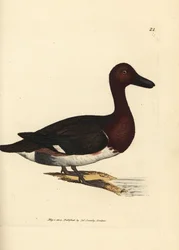 Brunand, Aythya nyroca (Anas nyroca, and med olivfärgad tofs). Handkolorerad koppargravyr av James Sowerby ur The British Miscellany, or Coloured figures of new, rare, or little known animal subjects.