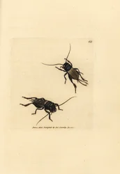 Fältsyrsa, Gryllus campestris (Accheta campestris). Handkolorerad kopparstick av James Sowerby från The British Miscellany, eller färgade figurer av nya, sällsynta eller föga kända djurämnen.