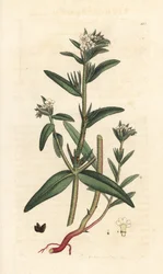 Field gromwell, Buglossoides arvensis (Lithospermum arvense) (Gremil des champs) Handkolorerad kopparstick efter en illustration av James Sowerby från James Smith