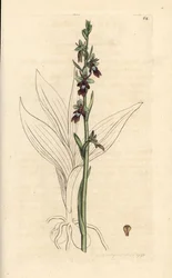 Flugorkidé, Ophrys insectifera (Fly orchis, Ophrys muscifera). Handkolorerad kopparstick efter en illustration av James Sowerby från James Smith