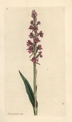 Doftande orkidé, Gymnadenia conopsea (Aromatic orchis, Orchis conopsea). Handkolorerad kopparstick efter en illustration av James Sowerby från James Smith