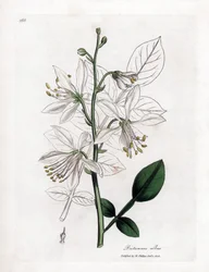 Fraxinelle - Vit fraxinella eller basardditany, Dictamnus albus. Handfärgad kopparstick från en botanisk illustration av James Sowerby från William Woodville och Sir William Jackson Hookers "" Medical Botany", John Bohn, London
