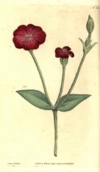 Trädgårdsvallmo - rosa tjärblomster, Silene coronaria (Agrostemma coronaria). Handkolorerad koppargravyr och botanisk illustration av James Sowerby ur William Curtis The Botanical Magazine, Lambeth Marsh, London