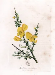 Genet a broom - Vanlig kvast, Cytisus scoparius. Handfärgad kopparstick från en botanisk illustration av James Sowerby från William Woodville och Sir William Jackson Hookers "" Medical Botany", John Bohn, London