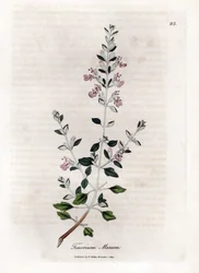 Germandree marum eller germandree av katter - Kattimjan, Teucrium marum. Handfärgad kopparstick från en botanisk illustration av James Sowerby från William Woodville och Sir William Jackson Hookers "" Medical Botany", John Bohn, London