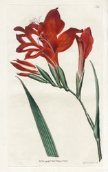 Glaieul cardinal - Litografi av James Sowerby (1757-1822), från Botanical Magazine av William Curtis (1746-1799)