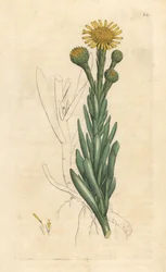 Golden samphire, Limbarda crithmoides (Samphire-leaved fleabane, Inula crithmoides) Handkolorerad kopparstick efter en illustration av James Sowerby från James Smith