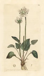 Grassy of Parnassus, Parnassia palustris Handkolorerad kopparstick efter en illustration av James Sowerby från James Smith