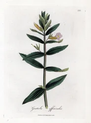 Gratiole officinale - Häck-hyssop, Gratiola officinalis. Handfärgad kopparstick från en botanisk illustration av James Sowerby från William Woodville och Sir William Jackson Hookers "" Medical Botany", John Bohn, London