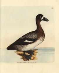 Större anka, Aythya marila, hona (White-faced anka, Anas fraenata). Handkolorerad kopparstick av James Sowerby från The British Miscellany, eller färgade figurer av nya, sällsynta eller föga kända djurämnen.
