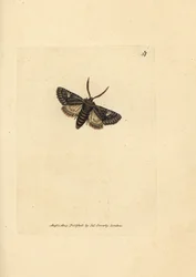 Grönbrindad prickfjäril, Valeria oleagina (Phalaena Bombyx oleagina). Handkolorerad kopparstick av James Sowerby från The British Miscellany, eller färgade figurer av nya, sällsynta eller föga kända djurämnen.