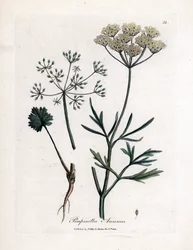 Grön anis (Pimpinella anisum). Handkolorerad koppargravyr från en illustration av James Sowerby. Utdrag ur boken av William Woodville och Sir William Jackson Hooker "" Botanique medicinale"" 1832. Den outtröttliga Sowerby (1757-1822) drog mer än