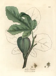 Grönt fikon, frukt, löv, bladkontur, Ficus carica