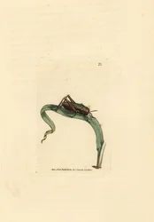 Grön gräshoppa, Omocestus viridulus (Gryllus viridulus). Handkolorerad kopparstick av James Sowerby från The British Miscellany, eller färgade figurer av nya, sällsynta eller föga kända djurämnen.