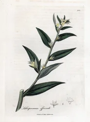 Gremil officinal eller pärlgräs - Gromwell, Lithospermum officinale. Handfärgad kopparstick från en botanisk illustration av James Sowerby från William Woodville och Sir William Jackson Hookers "" Medical Botany,"" John Bohn, London