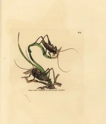 Grå busksyrsa, Platycleis grisea (Grå gräshoppa, Locust grisea). Handkolorerad kopparstick av James Sowerby från The British Miscellany, eller färgade figurer av nya, sällsynta eller föga kända djurämnen.